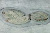 Two Lower Cambrian Trilobites (Longianda) - Issafen, Morocco #170638-4
